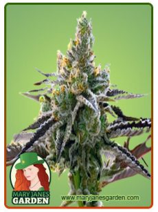 24k Gold Marijuana Seeds 1