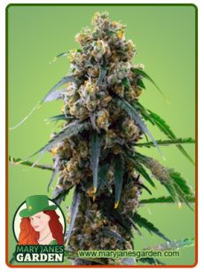 3 Kings Marijuana Seeds