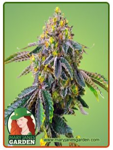 AK 47 Fem Marijuana Seeds