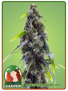 AK 47 Marijuana Seeds