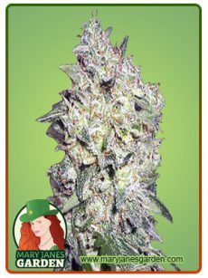 Afghan Kush Marijuana Seeds