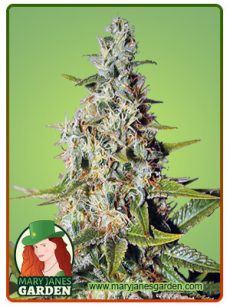 Afghan Marijuana Seeds