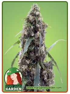 Alien Gorilla Glue Marijuana Seeds