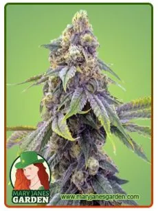 Alien OG Marijuana Seeds