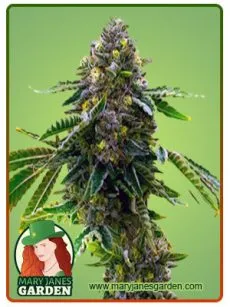 Alien Technology Marijuana Seeds