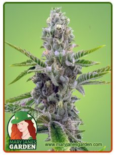 American Haze California Haze Marijuana Seeds