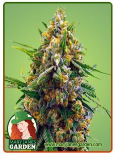 Amnesia Blue Head Band Marijuana Seeds
