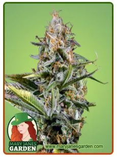 Amnesia Kush Marijuana Seeds