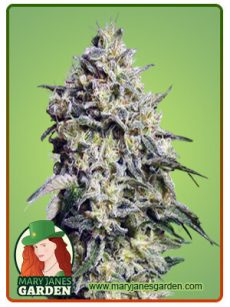 Amnesia Marijuana Seeds