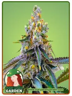 Amnesia Purple Marijuana Seeds
