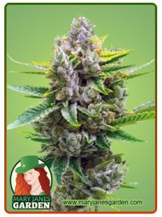 Auto CBD Critical Mass
