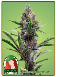 Badazz Cheese Marijuana Seeds