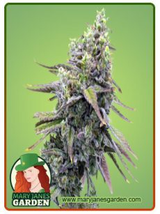 Badazz Rolex Marijuana Seeds