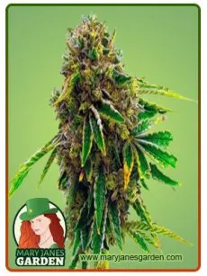 Banana Kush Fem Marijuana Seeds