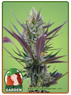 Banana Punch Marijuana Seeds