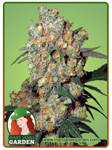 Big Bud Marijuana Seeds