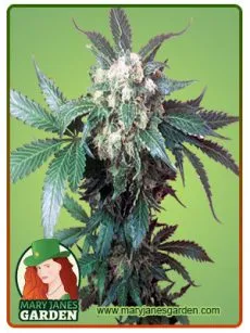 Black Domina Marijuana Seeds