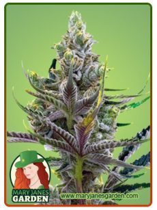 Black Widow Marijuana Seeds