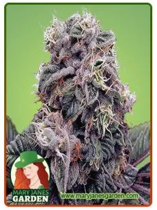 Blackberry Kush Marijuana Seeds