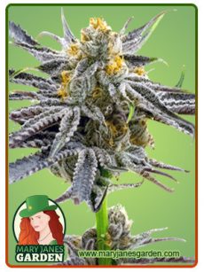 Blood Diamond OG Marijuana Seeds