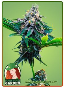 Blue Amnesia Marijuana Seeds