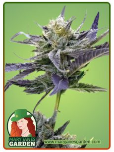 Blue Fruit Marijuana Seeds