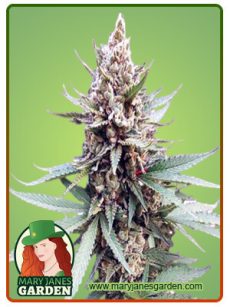 Blue OG Marijuana Seeds