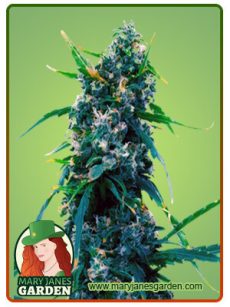 Blue Widow Marijuana Seeds