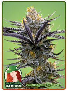 Blueberry Badazz OG