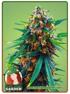 Blueberry Fem Marijuana Seeds