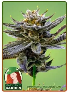 Blueberry Marijuana Seeds