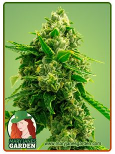 Bruce Banner 2 0 Marijuana Seeds