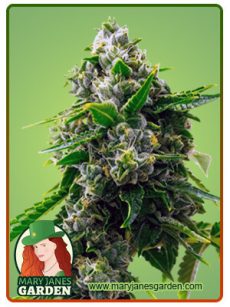 Bruce Banner Marijuana Seeds