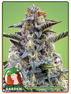 Bruce Banner Regular Marijuana Seeds