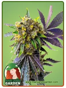 Bubba Kush Marijuana Seeds