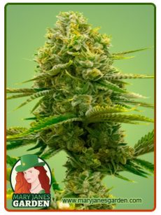 Bubblegum Fem Marijuana Seeds