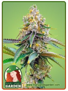 Bubblegum Haze Marijuana Seeds