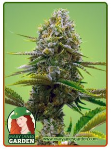 Bubblegum Marijuana Seeds