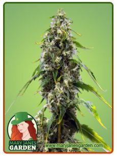 CBD Harlequin Kimbo Kush