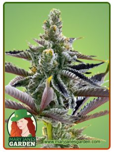 California Dream Marijuana Seeds