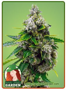 Candy Kush Marijuana Seeds
