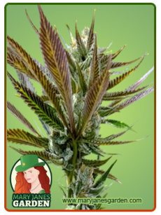 Candy Punch Marijuana Seeds
