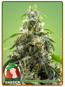 Candyland Peyote Marijuana Seeds
