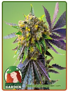 Cement Shoes Marijuana Seeds