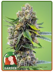 Cheese Diesel Marijuana Seeds
