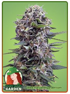 Cheese Marijuana Seeds 1
