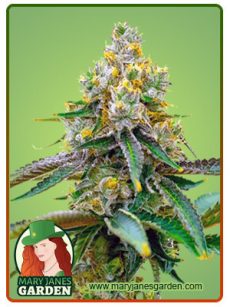 Chemdog4 Marijuana Seeds