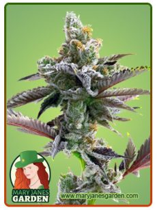 Cherry Pie Marijuana Seeds