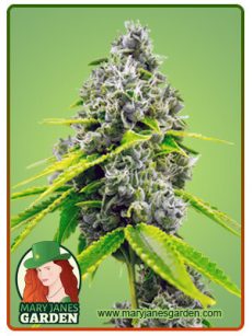 Chocolope Marijuana Seeds