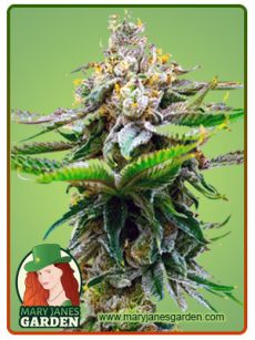 Chronic Widow Marijuana Seeds